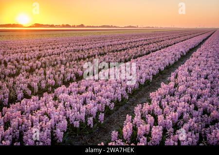 champ infini de jacinthes roses aux pays-bas au lever du soleil Banque D'Images