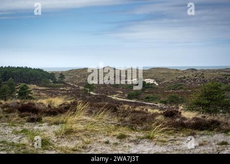 Vue du parc national de Schoorlse Duinen par jour ensoleillé Banque D'Images