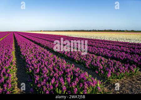 champs colorés sans fin de jacinthes aux pays-bas Banque D'Images