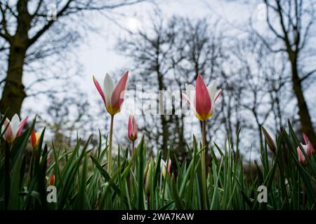 tulipes rouges et blanches d'en bas Banque D'Images