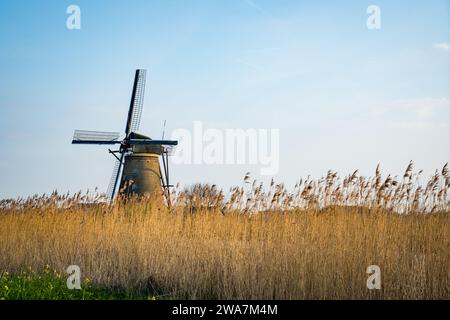 moulin à vent hollandais derrière de hautes herbes Banque D'Images