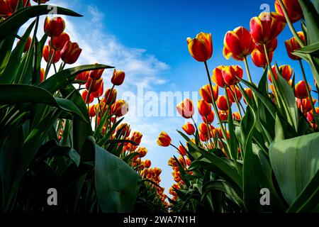 champ de tulipes rouges d'en bas Banque D'Images