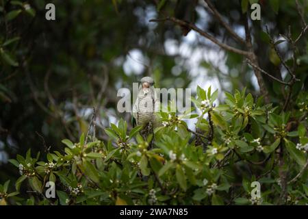 Monk Perkeets se nourrit de l'arbre. Myiopsitta monachus est assis dans le jardin. Perroquet vert au ventre blanc en Argentine. Banque D'Images