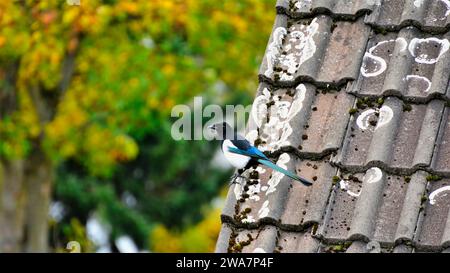 Pie eurasienne, Pica pica, perchée sur le bord d'un toit en tuiles érodé et couvert de lichens avec des arbres d'automne en arrière-plan Banque D'Images