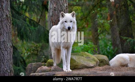Un loup arctique (Canis lupus arctos) mâle debout sur des rochers et regardant l'appareil photo avec un fond de forêt Banque D'Images