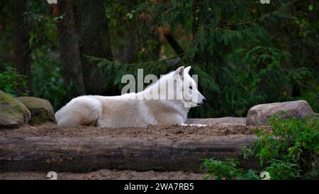 Le loup polaire dans toute sa gloire ment et observe attentivement ce qui se passe dans la forêt Banque D'Images