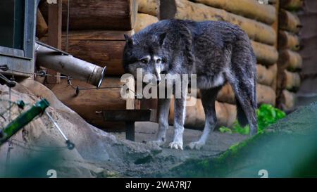 Le loup Mackenzie dans toute sa gloire se tient debout et regarde avec vigilance Banque D'Images