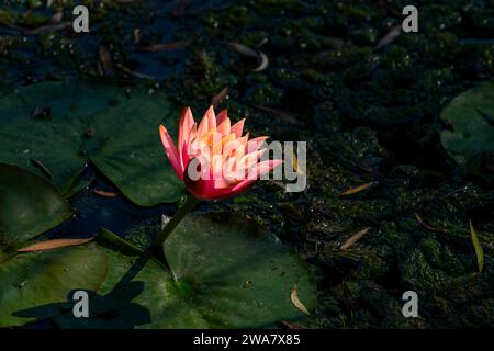 Fleurs de Lotus et feuilles flottant sur l'eau dans. Banque D'Images
