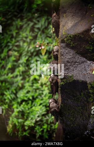 De grands swifts douteux protègent derrière les cascades. Swifts utilise les cascades pour sa sécurité. Cypseloides senex en voie de disparition Banque D'Images