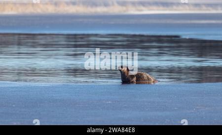 Loutre de rivière sur le lac Blaisdell dans le nord du Wisconsin. Banque D'Images