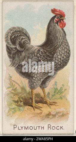 Plymouth Rock, de la série Prize and Game Chickens (N20) pour Allen & Ginter cigarettes 1963 par Allen & Ginter Banque D'Images