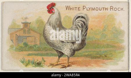 White Plymouth Rock, de la série Prize and Game Chickens (N20) pour Allen & Ginter cigarettes 1963 par Allen & Ginter Banque D'Images