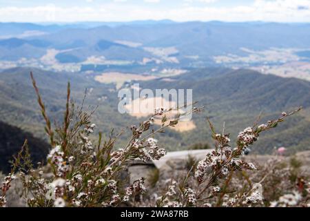 Vues panoramiques sur les Alpes victoriennes depuis le sommet du mont Buffalo. Banque D'Images