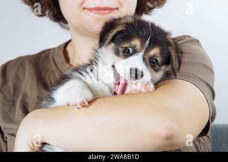 Soins et amour. Petit chiot corgi est confortablement installé et bâillant doucement, couché dans les bras de sa maîtresse. Entretien et soin des animaux de compagnie. Nourriture pour chiens. PET Banque D'Images