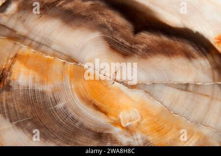 Saddle Mountain petrified wood, Washington Banque D'Images