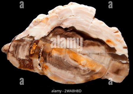 Saddle Mountain petrified wood, Washington Banque D'Images