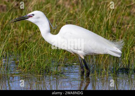 Petit Egret mangeant de petites proies dans les marais humides Banque D'Images
