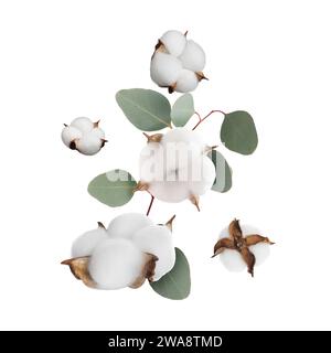 Fleurs de coton et feuilles d'eucalyptus tombant isolés sur blanc Banque D'Images