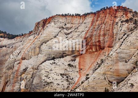 Le fer et les minéraux se combinent avec les précipitations pour former des sentiers rouges le long des falaises de grès blanc de Weeping Rock dans le parc national de Zion, dans l'Utah. Banque D'Images