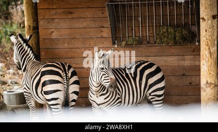 Granby, Québec - 31 2023 décembre : zèbres dans le zoo de Granby en hiver Banque D'Images