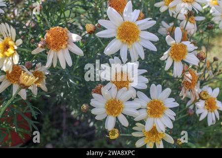 Palette de la nature : un kaléidoscope de fleurs printanières Banque D'Images