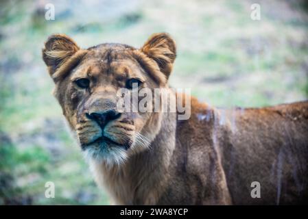 Granby, Québec - 31 2023 décembre : Lion femelle dans le zoo de Granby en hiver Banque D'Images