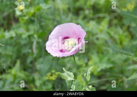 Fleur de coquelicot rose sur fond d'herbe verte. Pavot sauvage, papaver sp. Banque D'Images