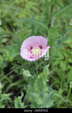 Fleur de coquelicot rose sur fond d'herbe verte. Pavot sauvage, papaver sp. Banque D'Images