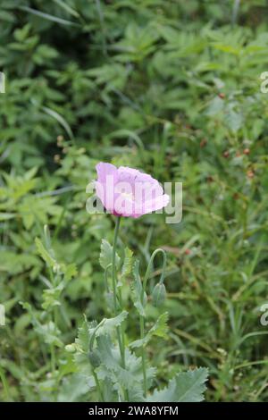 Fleur de coquelicot rose sur fond d'herbe verte. Pavot sauvage, papaver sp. Banque D'Images