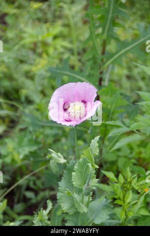 Fleur de coquelicot rose sur fond d'herbe verte. Pavot sauvage, papaver sp. Banque D'Images