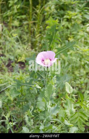 Fleur de coquelicot rose sur fond d'herbe verte. Pavot sauvage, papaver sp. Banque D'Images