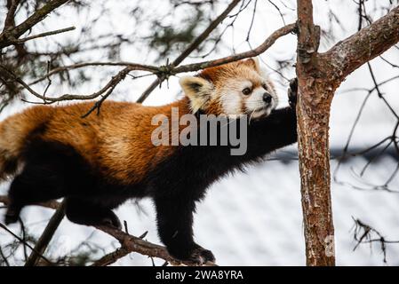 Granby, Québec - 31 2023 décembre : Panda rouge dans le zoo de Granby en hiver Banque D'Images