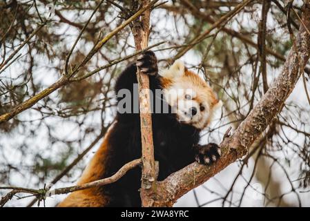 Granby, Québec - 31 2023 décembre : Panda rouge dans le zoo de Granby en hiver Banque D'Images