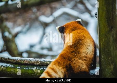 Granby, Québec - 31 2023 décembre : Panda rouge dans le zoo de Granby en hiver Banque D'Images