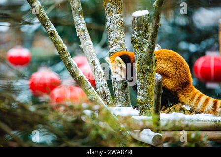 Granby, Québec - 31 2023 décembre : Panda rouge dans le zoo de Granby en hiver Banque D'Images