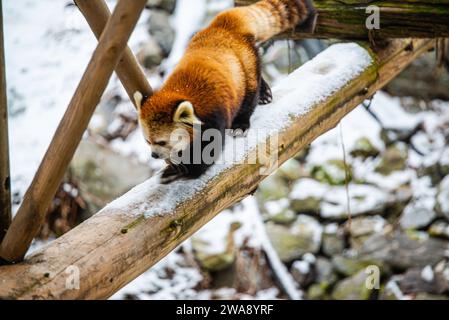 Granby, Québec - 31 2023 décembre : Panda rouge dans le zoo de Granby en hiver Banque D'Images