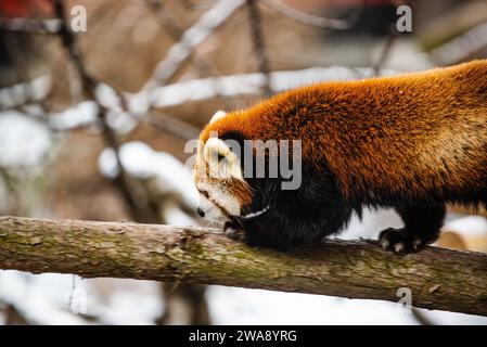 Granby, Québec - 31 2023 décembre : Panda rouge dans le zoo de Granby en hiver Banque D'Images