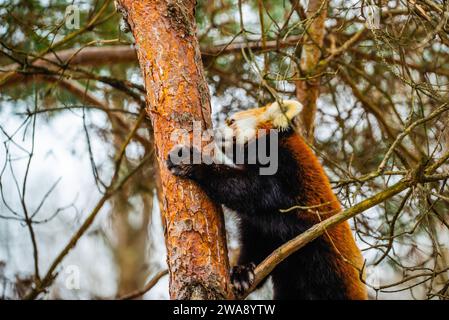 Granby, Québec - 31 2023 décembre : Panda rouge dans le zoo de Granby en hiver Banque D'Images