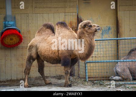 Granby, Québec - 31 2023 décembre : chameau dans le zoo de Granby en hiver Banque D'Images