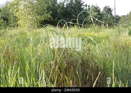 Plantes d'oignon sauvage dans l'herbe de prairie. Gros plan en journée ensoleillée. Banque D'Images
