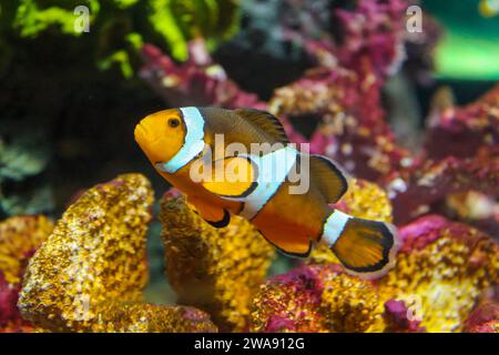 Poisson-clown orange Ocellaris nageant dans l'océan profond. Mignon Amphiprion ocellaris ou faux percula clown poisson nager dans fishtank. Petit poisson coloré et lumineux Banque D'Images