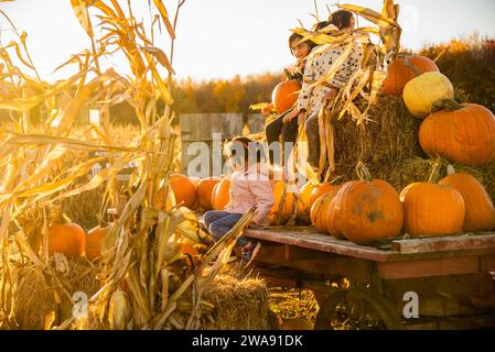 Québec, Canada - 29 2023 octobre : récolter le champ de maïs au québec en automne Banque D'Images