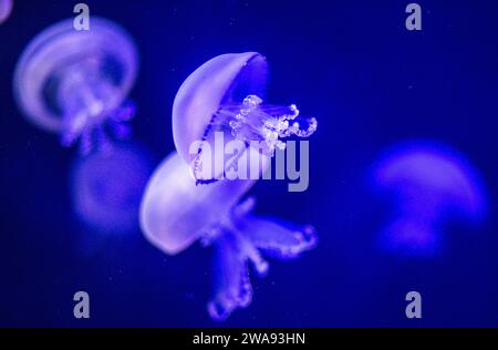 Rostock, Allemagne. 02 janvier 2024. Les méduses pulmonaires nagent dans un aquarium du Darwineum au zoo de Rostock. Le plus grand zoo de la côte Baltique allemande, qui célèbre son 125e anniversaire en 2024, compte plus de 4 500 animaux d'environ 450 espèces. Le premier gardien de zoo de ce qui deviendra plus tard le zoo de Rostock a eu son premier jour de travail le 4 janvier 1899. Crédit : Jens Büttner/dpa/Alamy Live News Banque D'Images