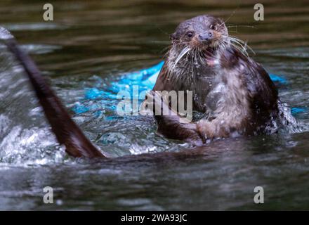 Rostock, Allemagne. 02 janvier 2024. Deux loutres s'amusent dans le bassin d'eau du zoo de Rostock. Le plus grand zoo de la côte Baltique allemande, qui célèbre son 125e anniversaire en 2024, compte plus de 4 500 animaux d'environ 450 espèces. Le premier gardien de zoo de ce qui deviendra plus tard le zoo de Rostock a eu son premier jour de travail le 4 janvier 1899. Crédit : Jens Büttner/dpa/Alamy Live News Banque D'Images