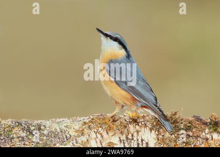 La chaume eurasienne (Sitta europaea) assise attentivement sur le tronc de bouleau, les animaux, les oiseaux, Siegerland, Rhénanie-du-Nord-Westphalie, Allemagne, Europe Banque D'Images
