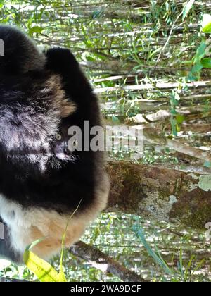 Bébé Indri Lemur porté par maman, Réserve Palmarium située près du lac Ampitade, Canal des Pangalanes Madagascar - septembre 2023 Banque D'Images