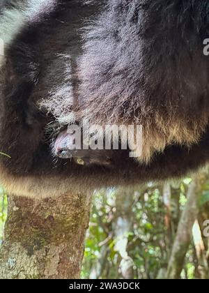 Bébé Indri Lemur porté par maman, Réserve Palmarium située près du lac Ampitade, Canal des Pangalanes Madagascar - septembre 2023 Banque D'Images