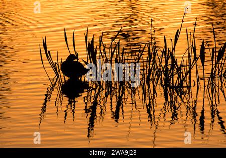 Sunrise silhouette de la coot américaine (Fulica americana), Orlando Wetlands Park, Floride Banque D'Images