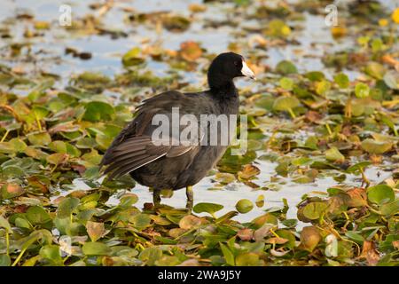 Foulque d'Amérique (Fulica americana), Orlando Wetlands Park, Floride Banque D'Images