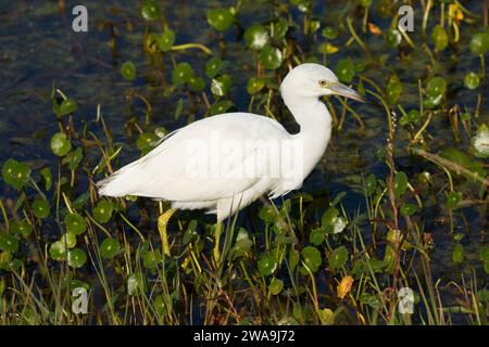 Petit héron bleu (Egretta caerulea), Orlando Wetlands Park, Floride Banque D'Images